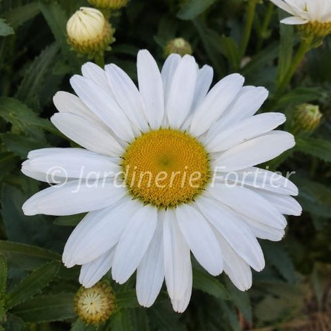 Leucanthemum "Betsy"