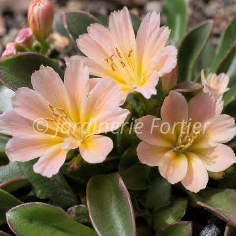 Lewisia "Little Peach"