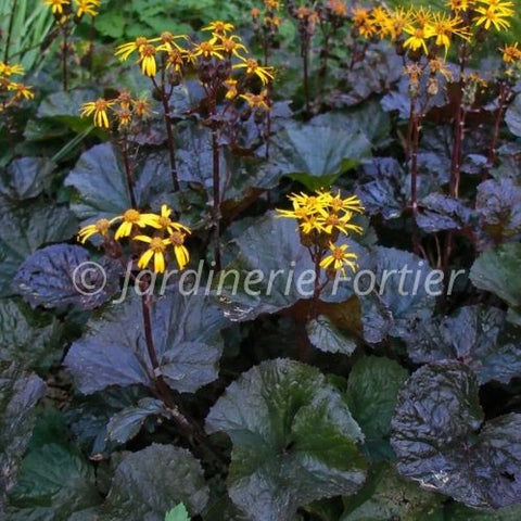 Ligulaire dentata "Britt Marie Crawford"