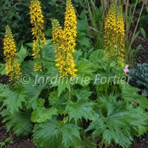 Ligulaire stenocephala "The Rocket"