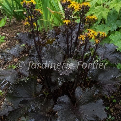 Ligulaire "Osiris Café Noir"