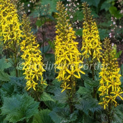 Ligulaire "Little Rocket"
