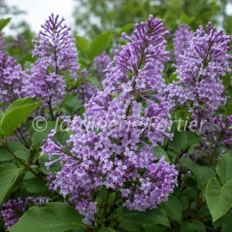 Lilas "Nocturne pourpre"