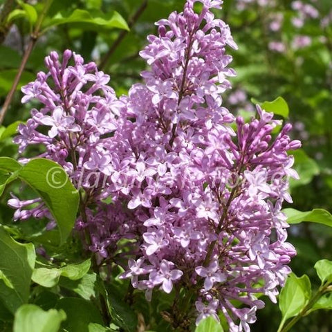Lilas "Donald Wyman"