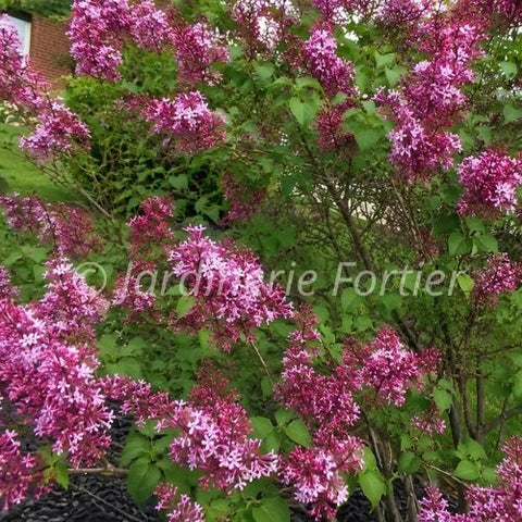 Lilas "Josée"
