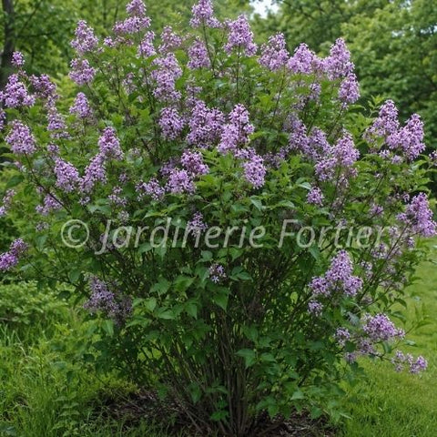 Lilas "Nocturne pourpre"
