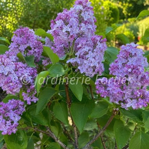Lilas "Prairie Petite"