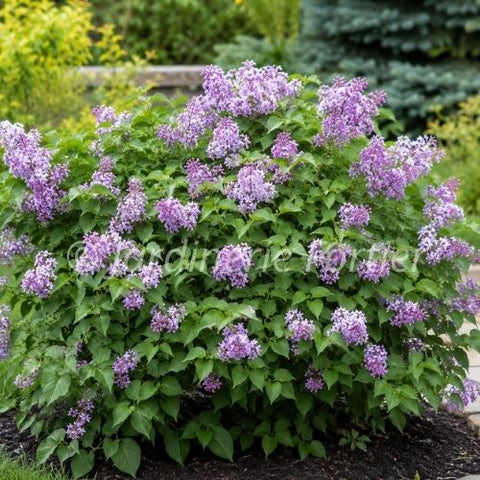 Lilas "Prairie Petite"