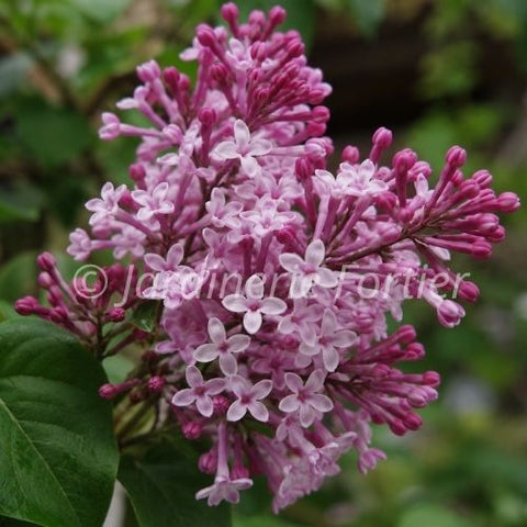 Lilas "Josée"