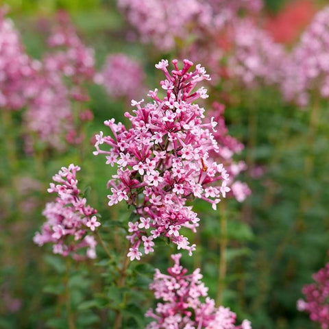 Lilas "Bloomerang Ballet"