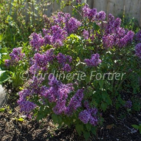 Lilas "Bloomerang Dwarf purple"