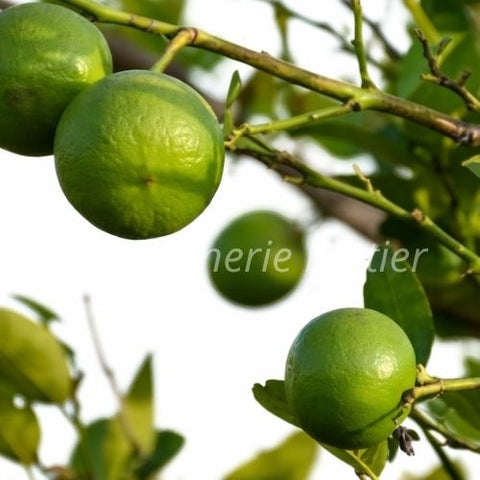 Fruitier Limier - Agrume