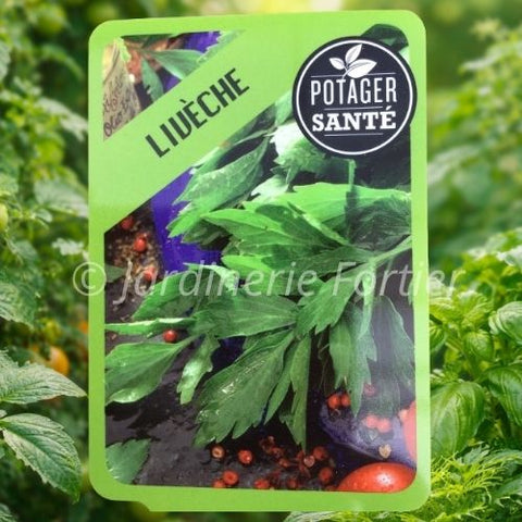 Livèche / Potager Santé
