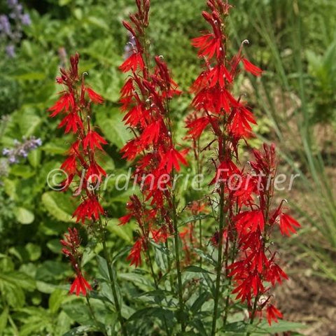Lobélie "Cardinalis"
