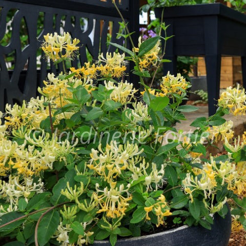 Chèvrefeuille grimpant "Scentsation"