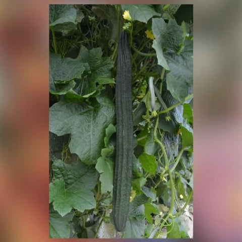 Semence de "Courge Luffa"