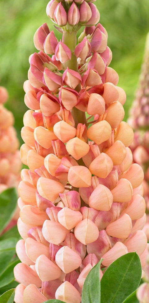 Lupin "Westcountry Salmon Star"