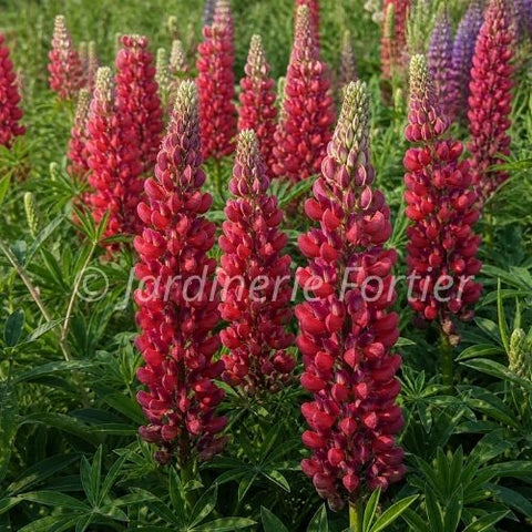 Lupin "Westcountry Red Rum"