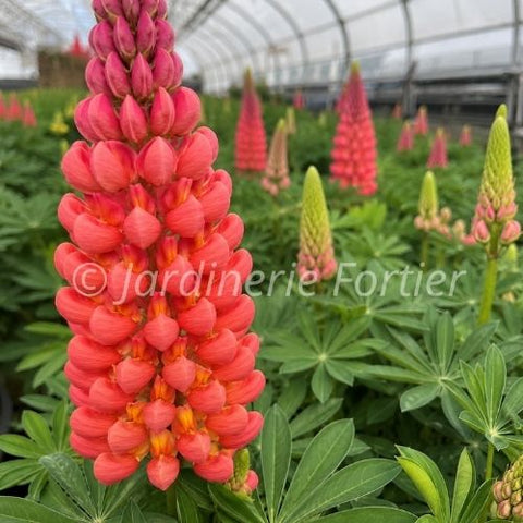 Lupin "Tequila Flame"