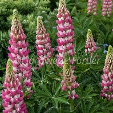 Lupin "Rachel de Thame"