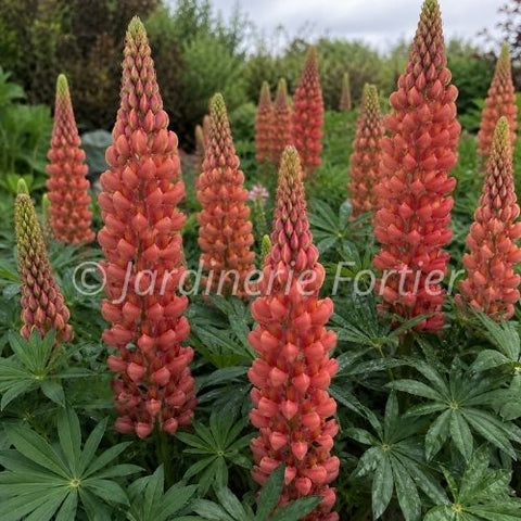 Lupin Westcountry "Terracotta"