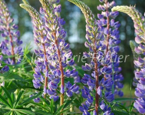Lupin "Mini Gallery Blue Bicolor"