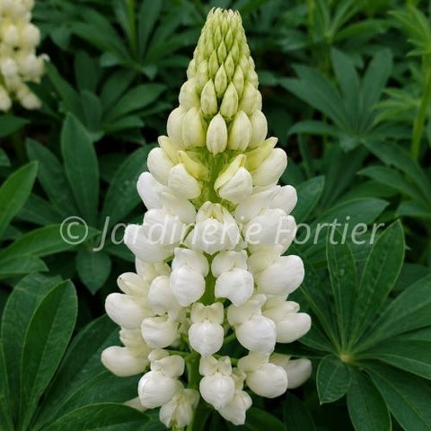 Lupin "Westcountry Polar Princess"