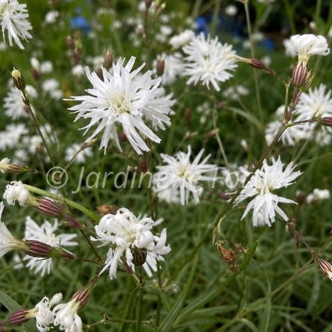 Lychnis Petit Henri"
