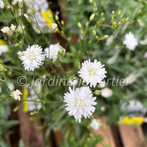 Lychnis Petit Henri"