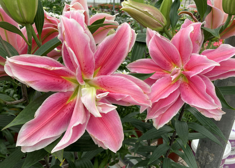 Lys "Roselily Sara"