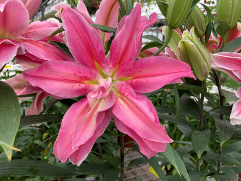 Lys "Roselily Sara"