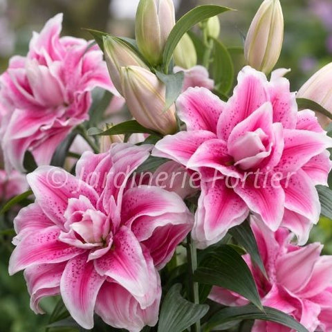 Lys Roselily "Nowa"