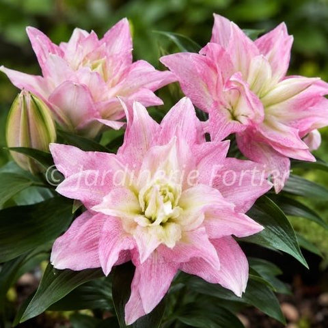 Lys Lily Looks "Sunny Double Duty"