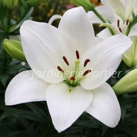 Lys "Summer Snow"