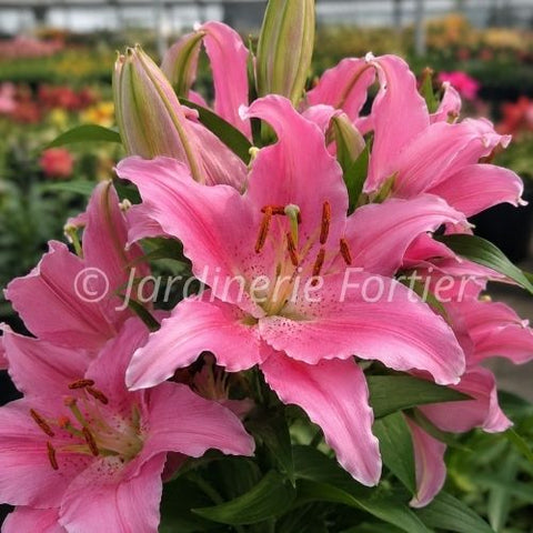 Lys Lily Looks "Sunny Camino"