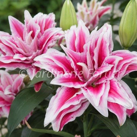 Lys Roselily "Kyra"