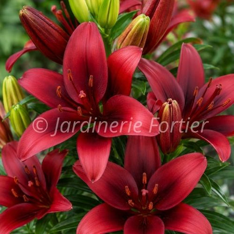 Lys "Pixie Red"