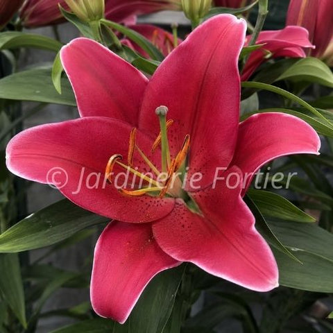 Lys Lily Looks "Sunny Keys"