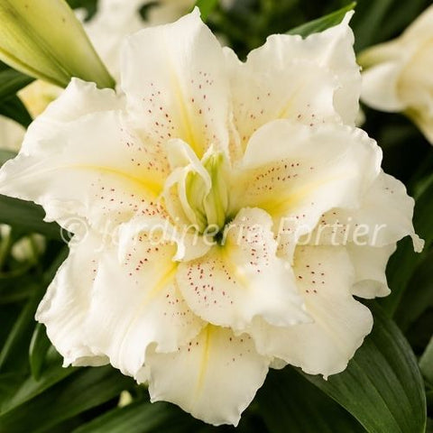 Lys Roselily "Sita"