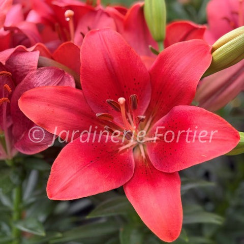 Lys "Summer Scarlet"