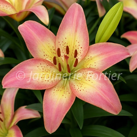 Lys "Summer Sky"