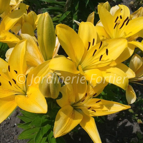 Lys "Summer Sun"