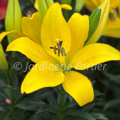 Lys "Summer Sun"