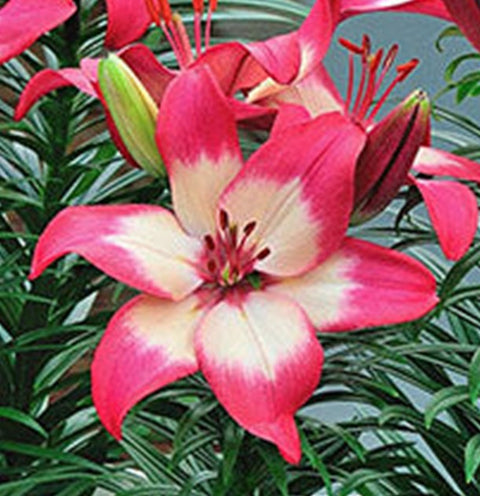 Lys "Tiny Diamond"