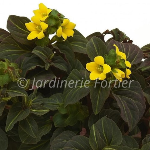 Lysimachia alfredii "Night Light"