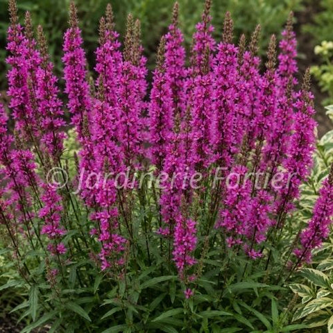 Lythrum salicaria "Robert"