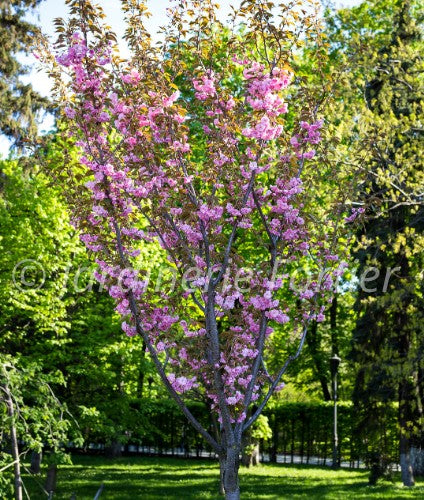 Pommetier "Emerald Spire"