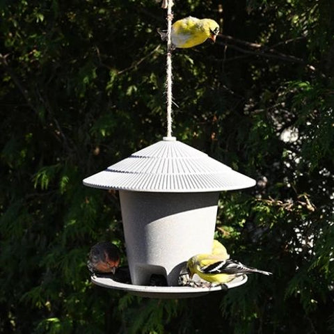 Mangeoire écologique pour oiseaux