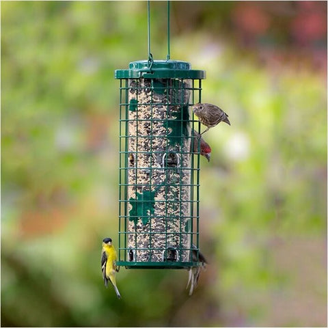 Mangeoire d'oiseaux anti-écureuil