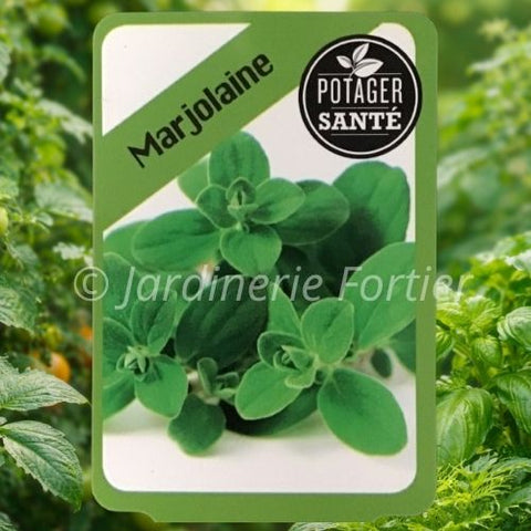 Marjolaine / Potager Santé